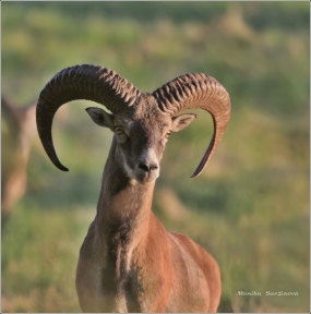 <p>MUFLON (Ovis musimon) Šluknovsko - Valdek /Mouflon - Mufflon/ </p>
